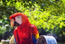 Macaw Mountain Bird Park & Nature Reserve景点图片