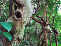 云南游记图片] 我国边境上的神秘龙摩爷圣地，三千白骨悬挂山间，被认为是人的灵魂归宿
