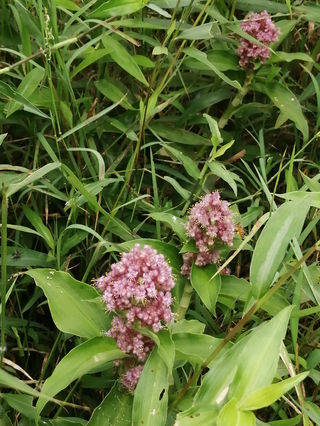 溪水边有一片没见过的野花,还有蜜蜂,广西贺州的大山深处太美了