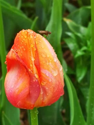 花谷奇缘花世界