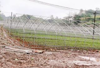 四川达州大竹县敏芝草莓采摘基地， 占地100亩，比超市便宜2倍！