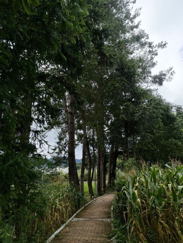 桂东植物园旅行图片 5