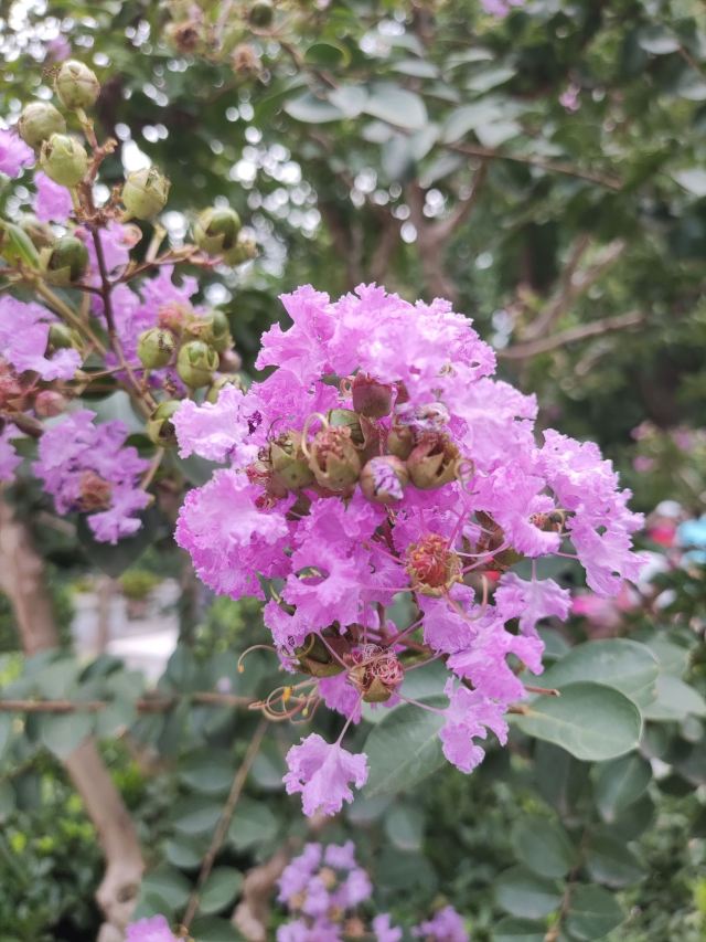 宣武艺园旅行图片 10