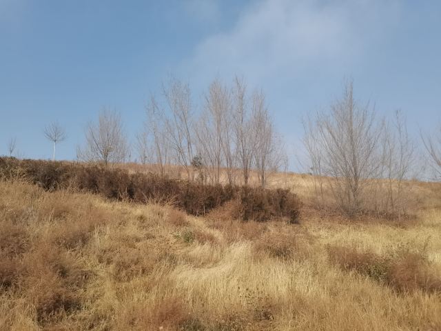 呼和浩特市赛罕区小黑河景观带旅行图片 2