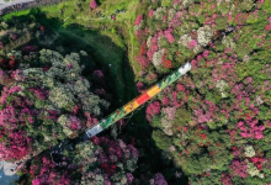 百里杜鹃杜鹃花王景区景点图片