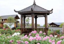 神农牡丹谷景点图片