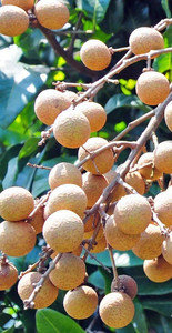 松山湖度假区游记图文-周未去哪儿/松山湖任摘任吃龙眼/亲子游