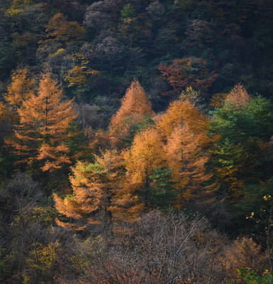 穿越秦岭腹地，看光雾山红叶风景~