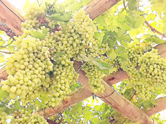 布尔津游记图片] 北疆环行之美食篇——盘点新疆六大美食