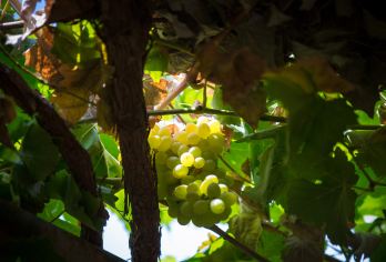 葡萄沟+火焰山+交河故城+郡王府+坎儿井一日游【多地参团】【[品质行程] 绝无强制消费+真纯玩、真品质、拒绝购物店+让您放心出游.】