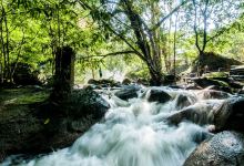 Forest Jarum景点图片
