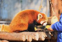 合肥野生动物园景点图片