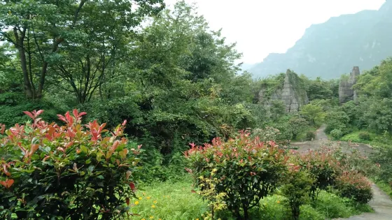 山王坪石林景區