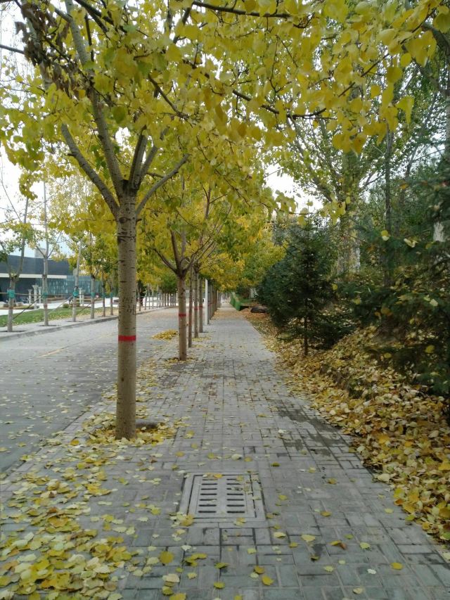 青海大学-党员活动公园旅行图片 2
