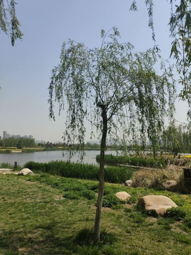 两寺渡公园旅行图片 5