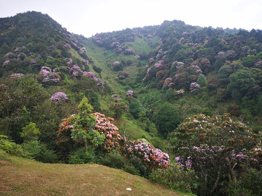 阳春鸡笼顶