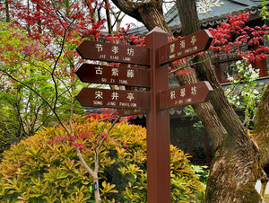 闵行区游记图文-上海旅游：走进闵行紫藤园（图）