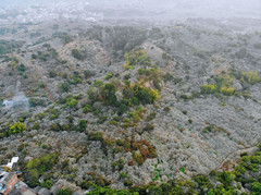 诏安游记图片] 毗邻潮汕的赏梅胜地，漫山遍野，千树万树梅花开！（含攻略）