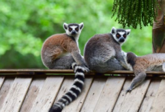 深圳野生动物园景点图片