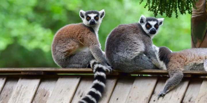 深圳野生動物園
