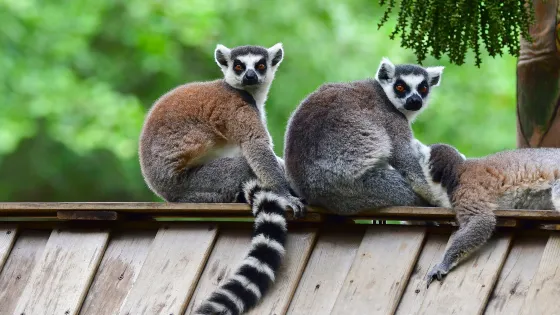 深圳野生動物園