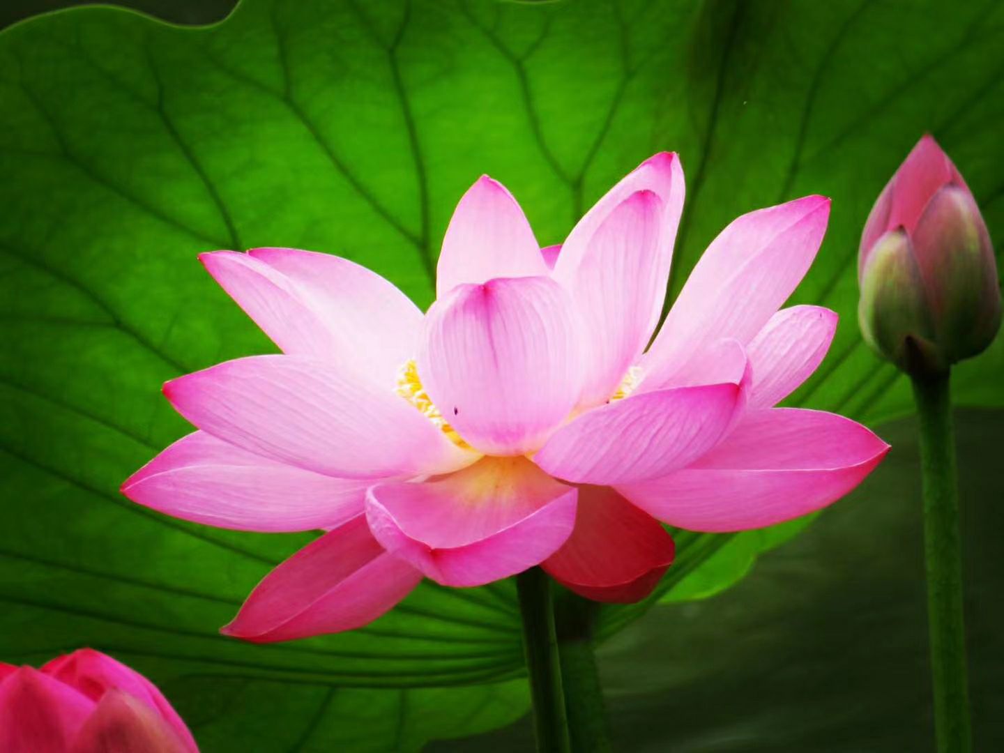 荷花市场