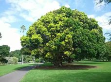 悉尼皇家植物园-悉尼