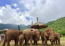 泰国大象自然保护公园-Kuet Chang-zhulei831230