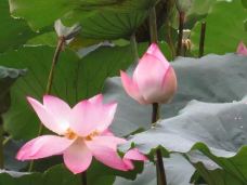 深圳国际园林花卉博览园-深圳-yuyanjia~