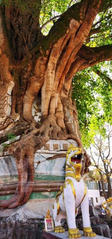 树包塔-芒市-逍遥糊涂仙1971