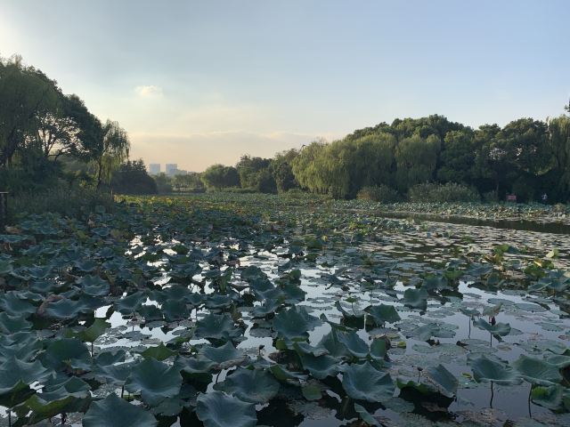 新江湾城公园旅行图片 2