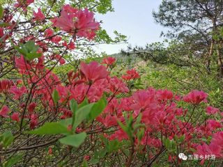 采摘-看美景-享美食-五一游松月湖旅游度假区