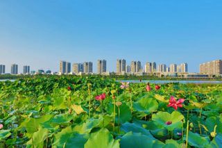 走!赴一场圣莲岛荷花盛会,在慢时光中闲度周末丨遂宁船山周末游