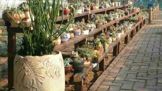 莒縣花千穀多肉植物園