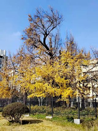 5、上海泾南公园有棵千年古银杏