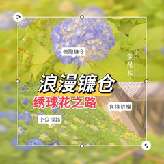 镰仓市游记图片] 爱上日本旅行の镰仓长谷寺—通往绣球花开之路