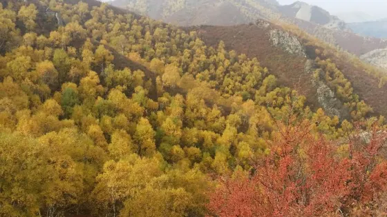 九峰山林場