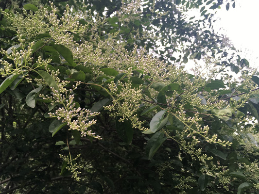 小叶女贞,幽香半缕随云淡