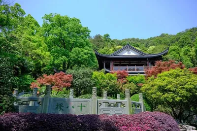 老龙井十八棵御茶园