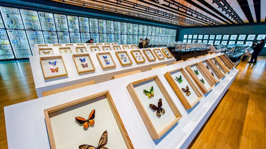 北京市自然昆虫博物馆