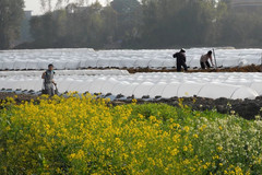 三水区游记图片] 1000株木瓜苗陆续种植，中秋节期间即可上市！直击三水春耕