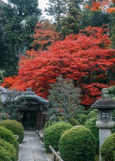 金戒光明寺-京都-小凌60