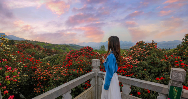 ［百里杜鹃］花开百里，只为遇见你