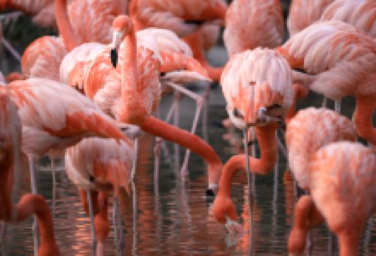 武汉动物园景点图片