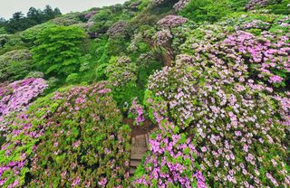 寻着诗路游天台 华顶杜鹃正盛开
