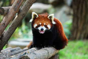西安秦岭野生动物园一日游【野生动物王国 包车一日游】【走进动物世界，感受大自然。适合大人带小孩/老人/亲子玩耍的好地方.】