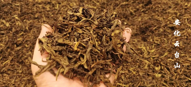 云台山云山茶业,带您体验安化茶文化