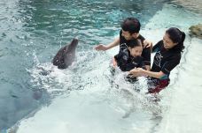 海豚园-新加坡-C-IMAGE