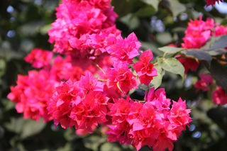 在大雪纷飞的季节去厦门感受夏日阳光