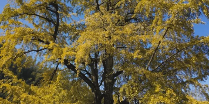 千馬坪千年古銀杏樹